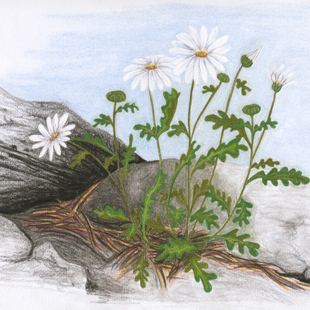 Daisies for Doris