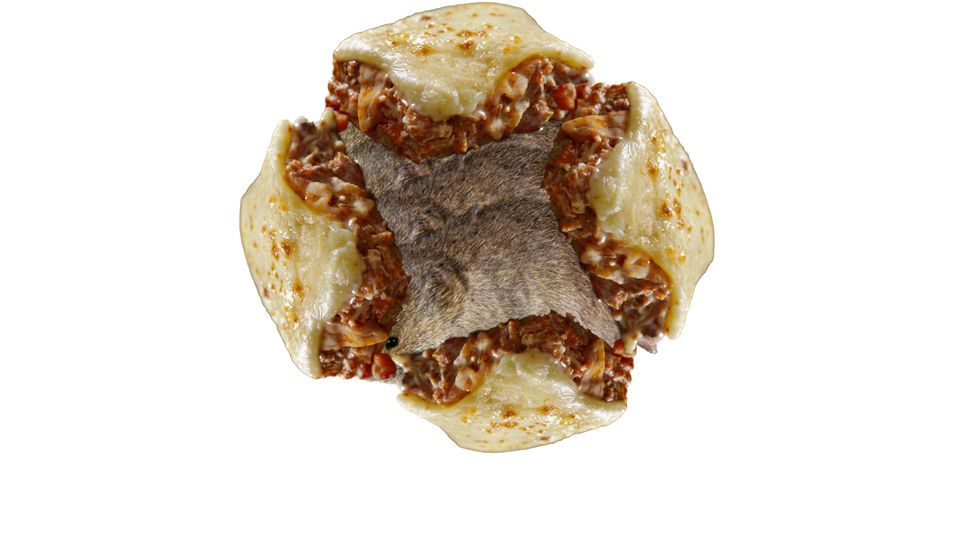 Lemming- Lasagne