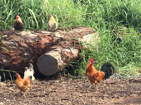 KFA Photo  Chickens .jpg