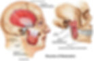 TMJ muscles