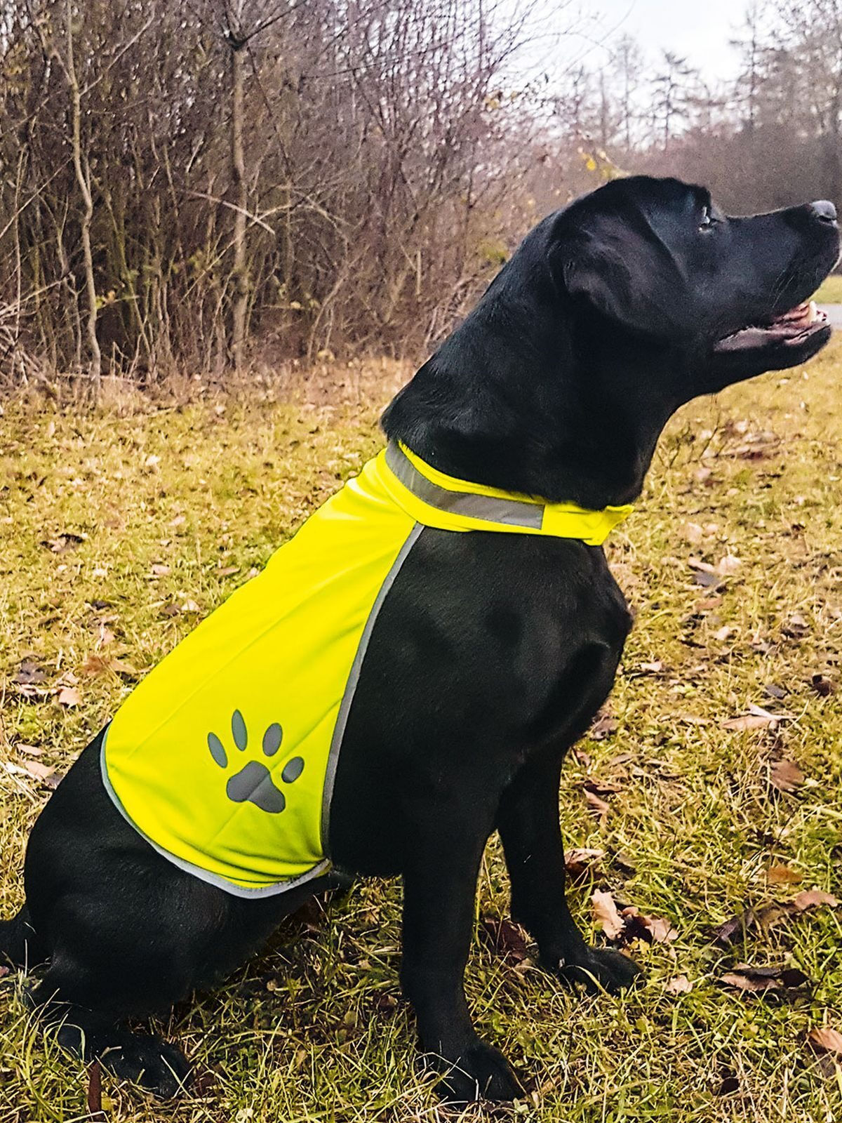 Gilet de sécurité haute visibilité pour chien - Jaune
