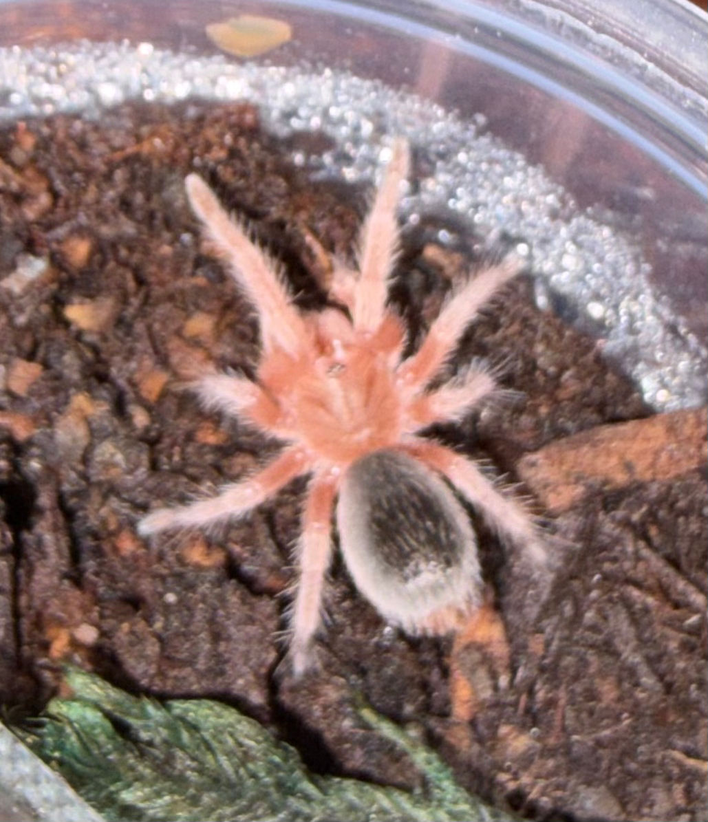 Grammostola rosea RCF