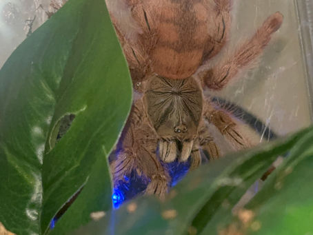 Amazonius Germani Breeding Report (031026-070826)