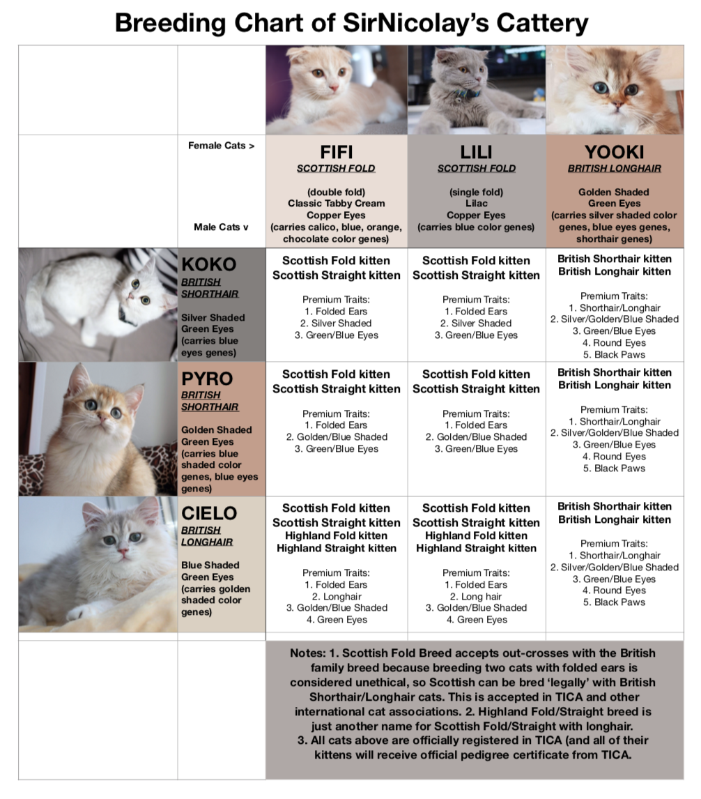 Blog Sirnicolay S Cattery