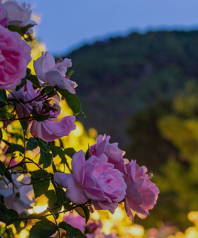 Online New Moon Meditation_edited.jpg