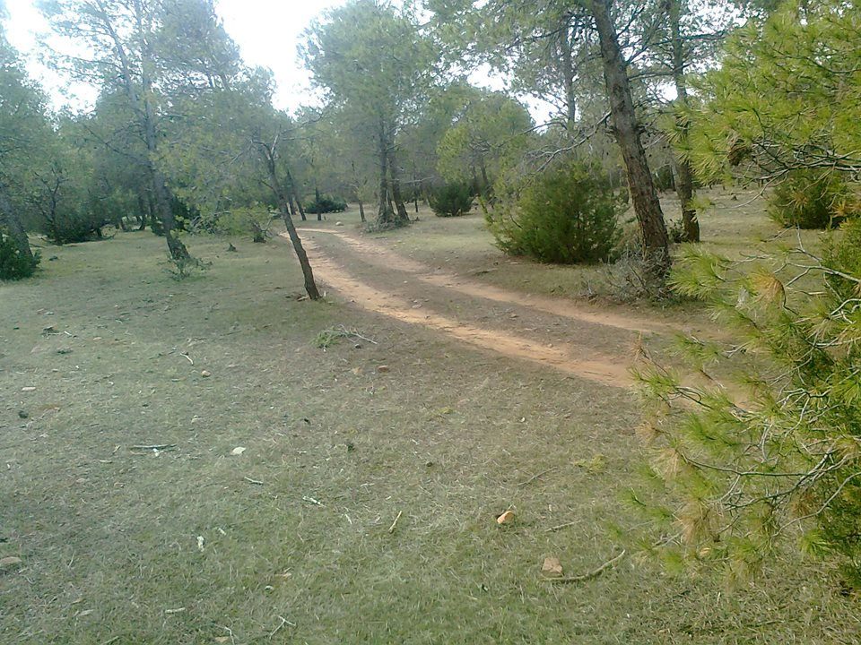 eco-medj
