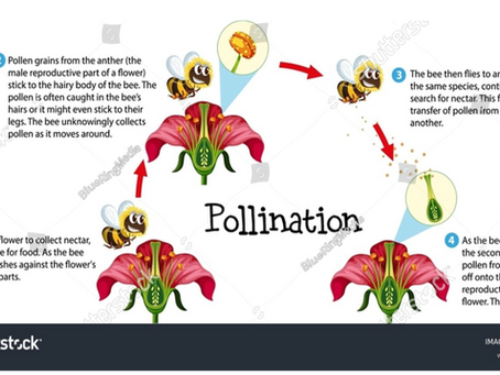 Pollination