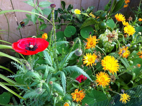 Vegetable Gardening in a Small Space