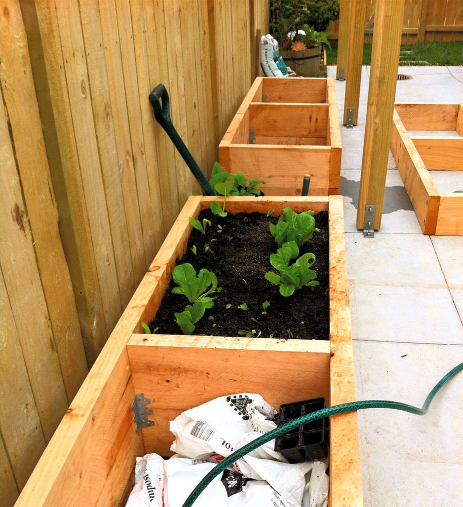 How to start a Kitchen Herb Garden