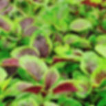 Amaranth, Red Leaf