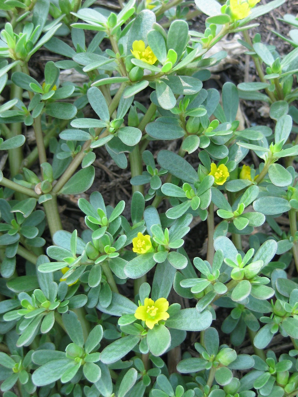 Purslane (Green), GangaValli Kura, Luni-bhaji