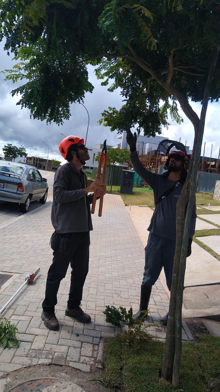 Close-up view of tree branch being pruned with professional tools