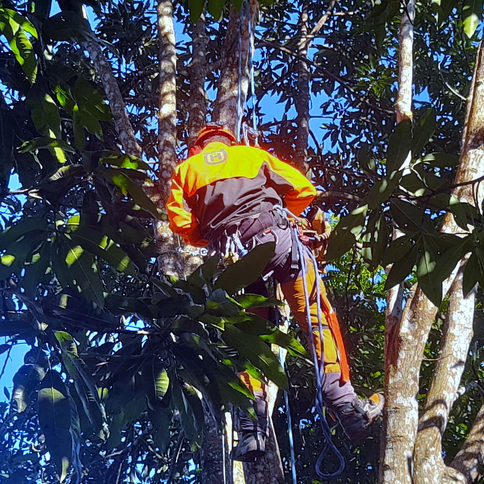 Eye-level view of arborist pruning a large tree branch with safety gear