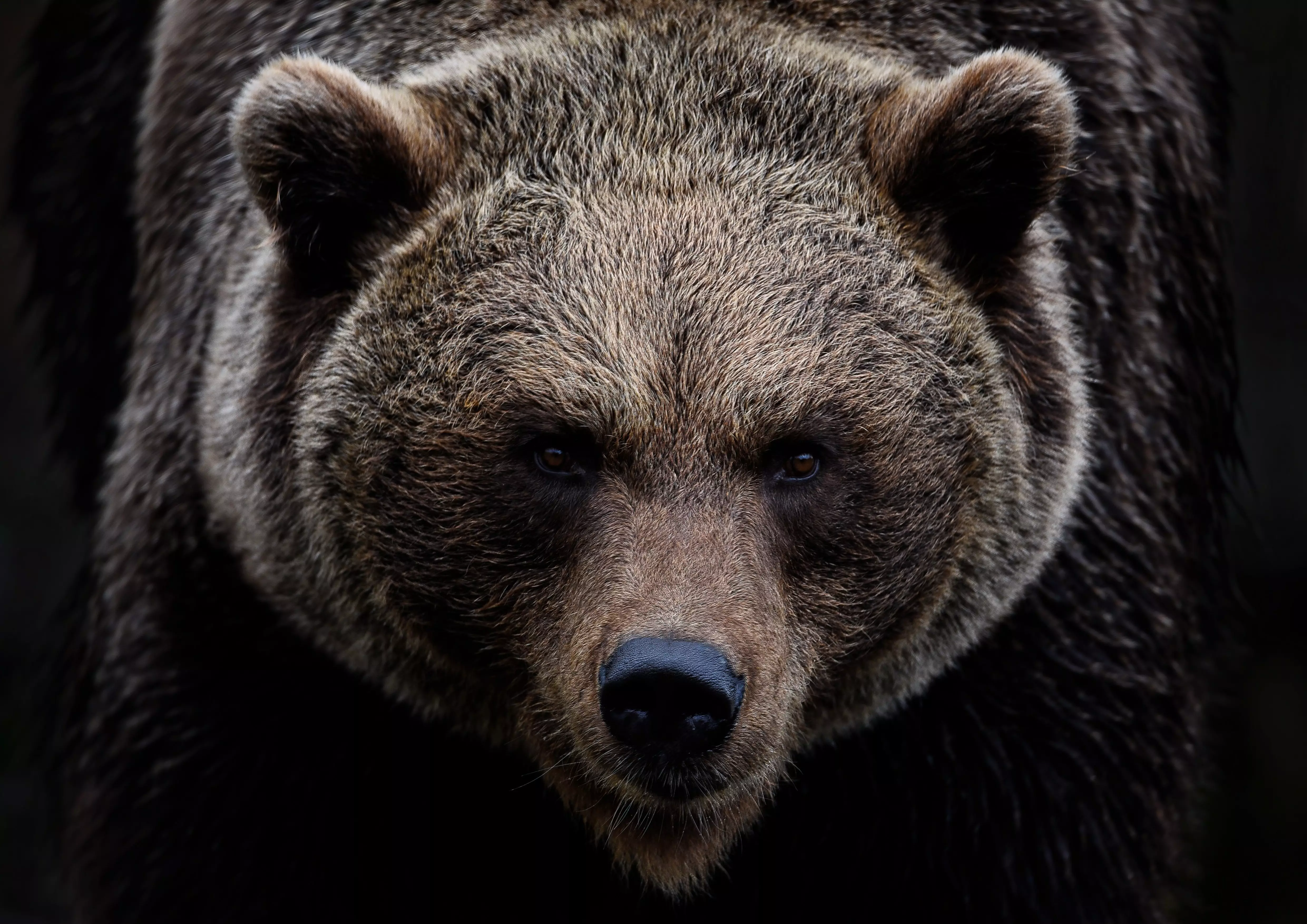 brown-bear-7591629.webp