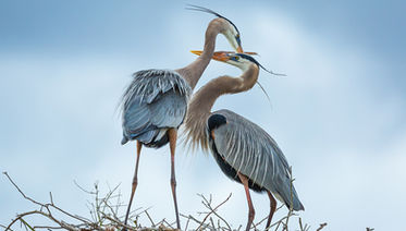 Exploring Creston Valley's Rich Biodiversity: A Guide to Wildlife Viewing