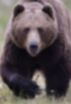Grizzly encounters. Lindsay Donald photo