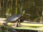 Keep an eye out for the endangered western painted turtle at the Creson Valley Wildlife Management Area.