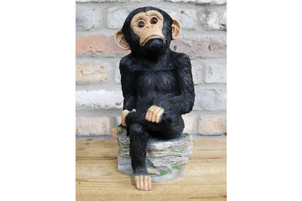 Thumbnail: monkey sitting on rock peering at the sky