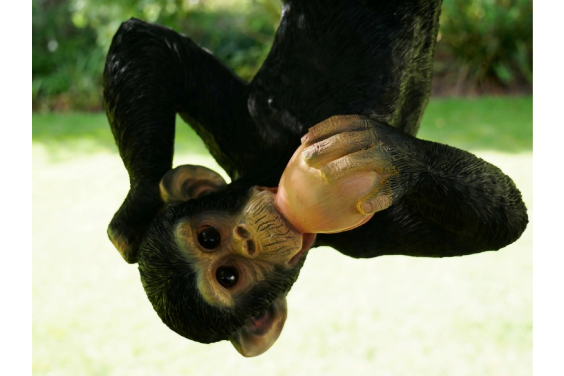 Hanging Chimp Eating his Lunch