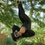 Thumbnail: Hanging Chimp Eating his Lunch