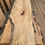 Thumbnail: Hard Maple SKU-7C5615