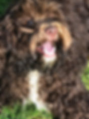 Flossy - Dogs Welcome