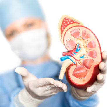 KIDNEY TRANSPLANT 02.png