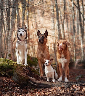 wmremove-transformed (1).jpeg