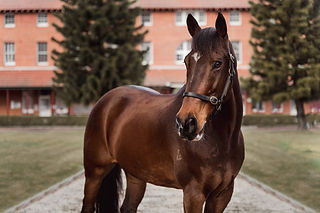 clydie cross horse photography sydney