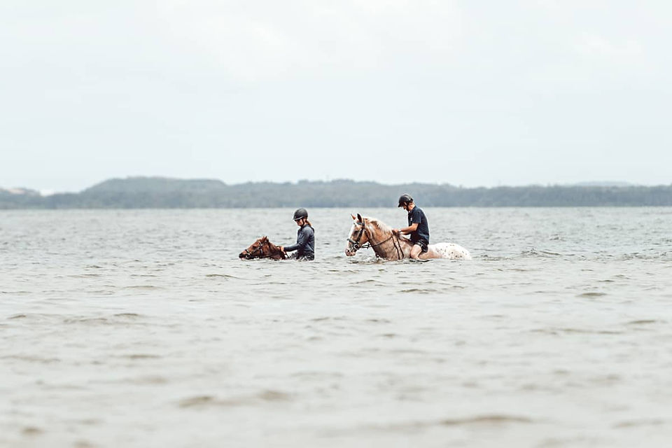 swimming with horses in Sydney Photoshoot