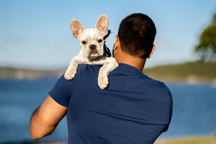 sydney-pet-photographer.jpg
