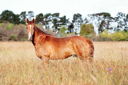 chestnut horse portrait in the long grassed field captured by Hergott eqine photography sydney
