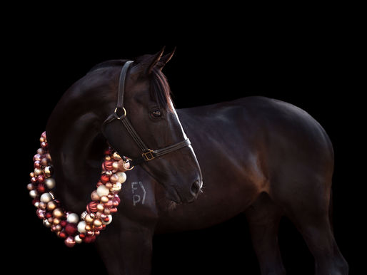 Christmas Wreath Mini Sessions! | Sydney and Surroundings (Equine)