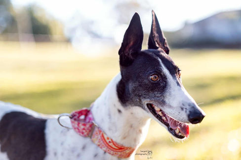 Greyhound portrait photoshoot Sydney Australia
