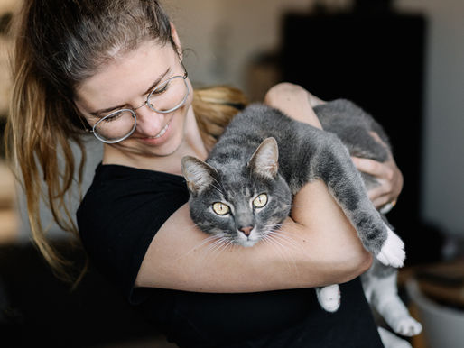 Foster Cat Photography Session | Mosman in Sydney, New South Wales