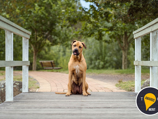 International Merit | Pet photographer in Sydney