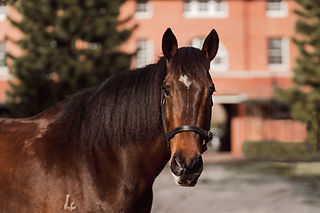 clydie cross horse photography Oxford falls