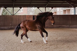 liberty horse photography Hawkesbury