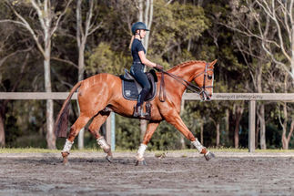 beautiful trot during a private horse class photoshoot in Sydney