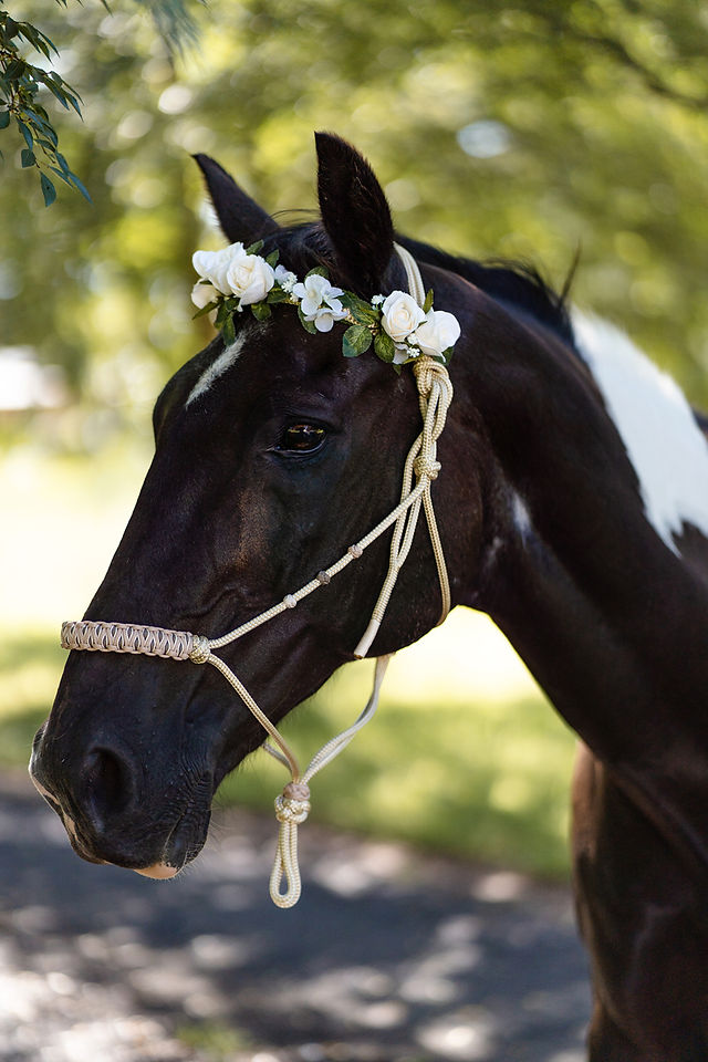product photoshoot horse and halter sydney