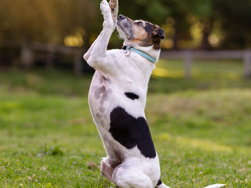 The most beautiful dog photoshoot in Arcadia