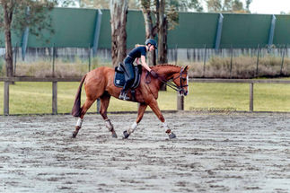 Horse photoshoot thoroughbred in Sydney