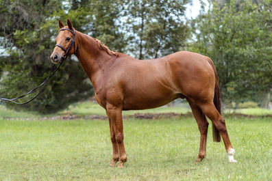stud photography Mittagong