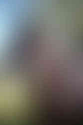 Sydney equine photographer