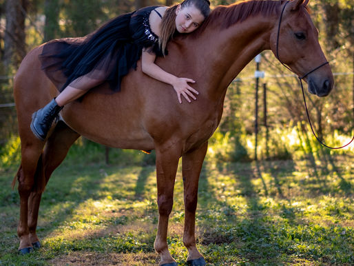 Equine Photo Halter | Made Locally in Australia for Equine Photographers