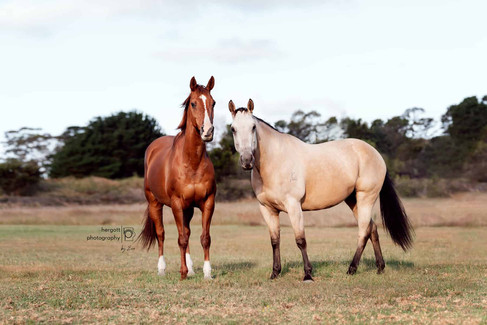 chestnut and palomino horse on the field - Sydney horse photographer