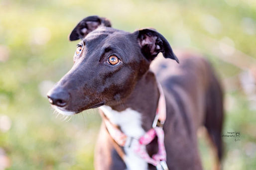 Greyhound portrait photoshoot Pennant Hills