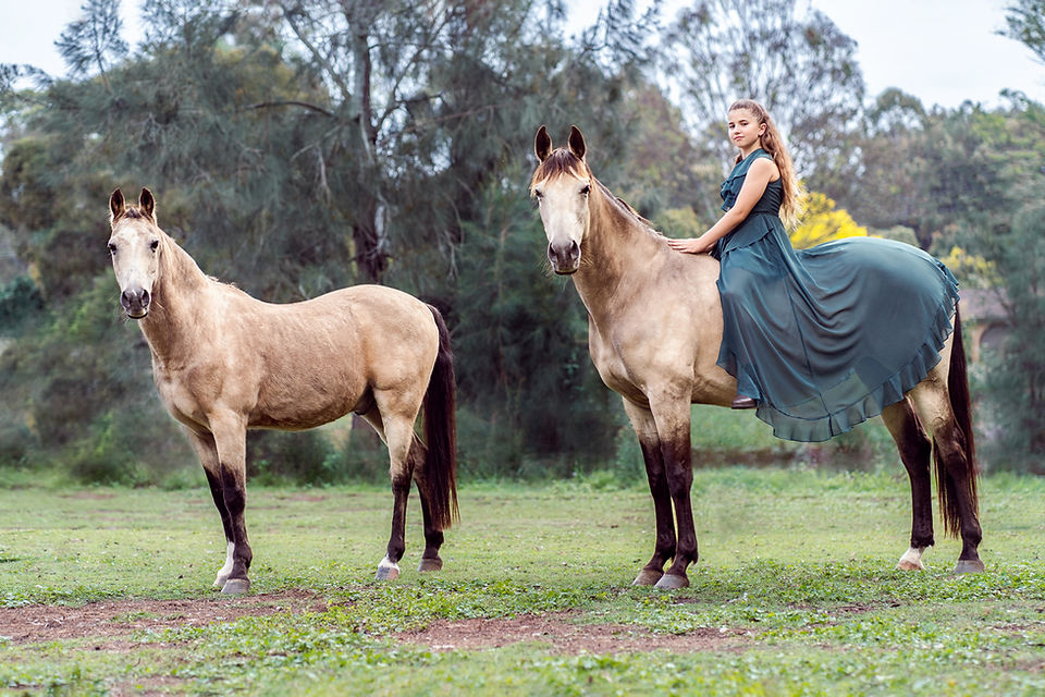 horse photography box hill sydney