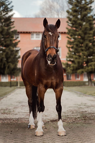beautiful clydie cross horse photography sydney
