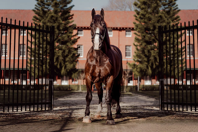 beautiful horse photography bayview northern beaches